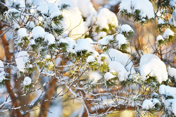 winter background fresh fir tree branches covered with snow.