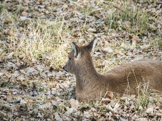 A close-up wildlife photograph of a brown furred female doe white tailed deer laying in brown grass and leaves in a field basking in the sun in the fall season in Wisconsin.