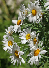 Obraz premium Anthemis Argyranthemum frutescens