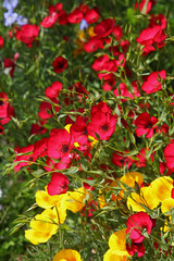 Linum grandiflorum