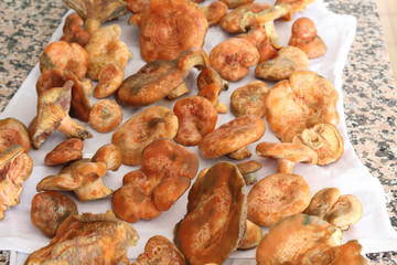 Some wet saffron milk cap mushrooms (Lactarius deliciosus), very similar to Lactarius sanguifluus and Lactarius deterrimus, drying on a cloth