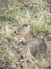 A close-up wildlife photograph of a brown furred female doe white tailed deer laying in brown grass and leaves in a field basking in the sun in the fall season in Wisconsin.
