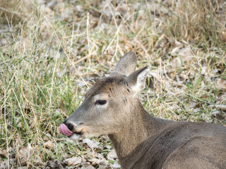 A funny or humorous wildlife photograph of a brown furred female doe white tailed deer licking its nose and laying in brown grass and leaves in a field in autumn in Wisconsin.