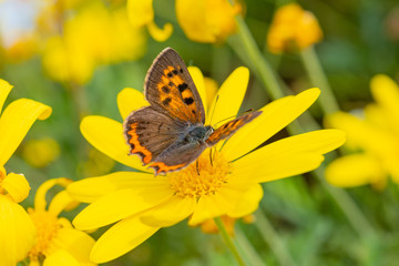 Obraz premium 昆虫と黄色い花 マクロ撮影 マクロの世界