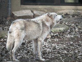 A closeup wildlife photograph of a white and grey colored gray wolf or timber wolf howling with stones and leaves in the background in fall or autumn in rural Wisconsin.