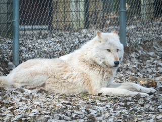 A closeup photograph of a white furred gray wolf or timber wolf laying on brown leaves in autumn or fall season in rural Wisconsin. - Powered by Adobe