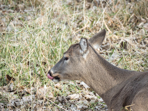 A funny or humorous wildlife photograph of a brown furred female doe white tailed deer licking its nose and laying in brown grass and leaves in a field in autumn in Wisconsin.
