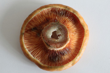 The lower side of the cap of saffron milk cap mushrooms (Lactarius deliciosus), similar to Sanguifluus and Deterrimus, with lamellae and orange latex