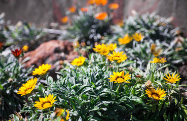 Gazania flowers in the garden