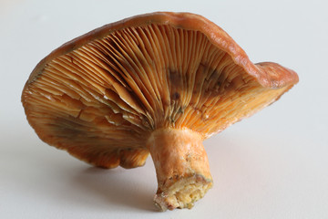 A side view of the a saffron milk cap mushrooms (Lactarius deliciosus), similar to Sanguifluus and Deterrimus, showing orange gills (lamellae)