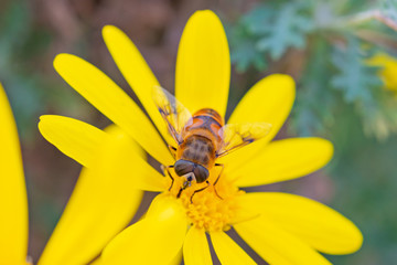 昆虫　マクロ撮影　マクロの世界