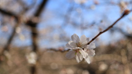 四季桜