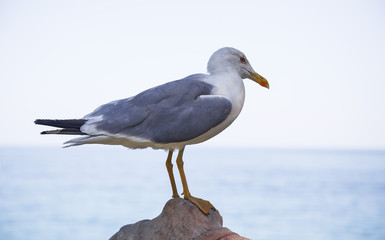 Seagull sitting on a stone