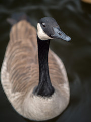 A beautiful wildlife portrait of a wild Canadian goose sitting or swimming on top of the water of a pond.