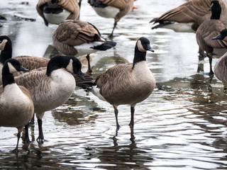 A large flock or group of geese stand at the edge of the ice in a pool of water at an opening on a frozen pond in rural Wisconsin in the cold winter season.