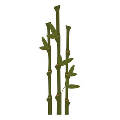 Fototapeta na wymiar Bamboo asian plant