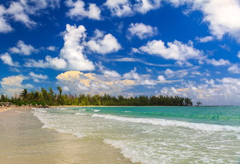 Turquoise water on a tropical sandy beach with a treeline of bahamian pine trees in the background and beautiful clouds in the sky in the Caribbean, Freeport, Bahamas - obrazy, fototapety, plakaty