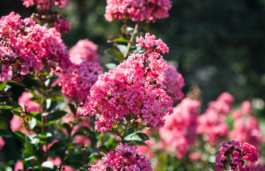 Blooming Lagerstroemia or Indian Lilacs