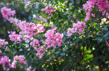 Blooming Lagerstroemia or Indian Lilacs