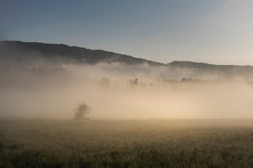 Sommermorgen im Nebel