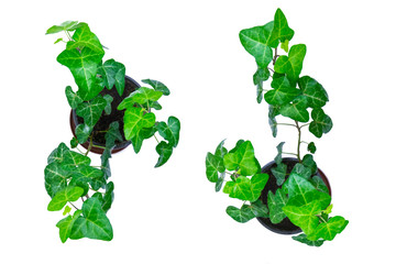 Green ivy in pot, isolated on a white background, top view