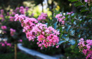 Blooming Lagerstroemia or Indian Lilacs