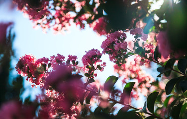 Blooming Lagerstroemia or Indian Lilacs