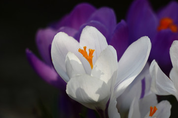 Obraz premium Early spring. Large flowers of crocuses. White and violet petals, bright orange stamens.