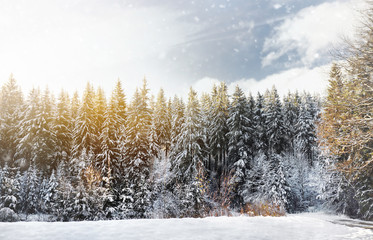 Scenic view with pine forest of the Bavarian Alps in winter. Sunny snowy day in the mountains.