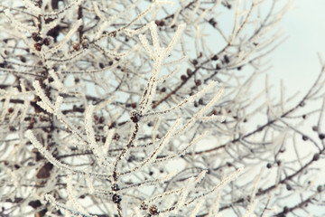 tree branches covered with snow. winter background