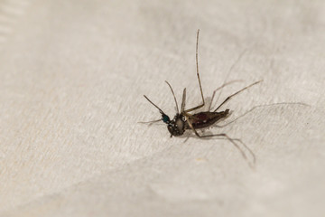 Macro of a dead mosquito dead on white background.Stomach full of blood but die.