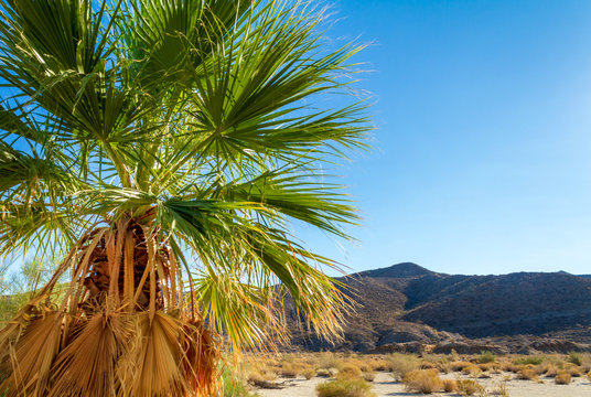 Palm tree with mountain range background in the Coachella Valley