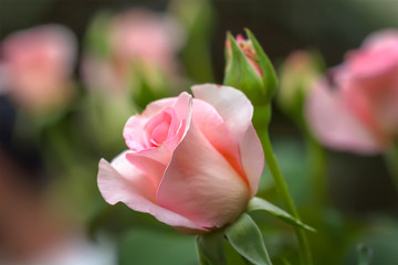 Pink rose in the garden.