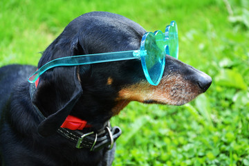 Beautiful dog with glasses on a green background. Dachshund with sunglasses. Creative dog. Brave...