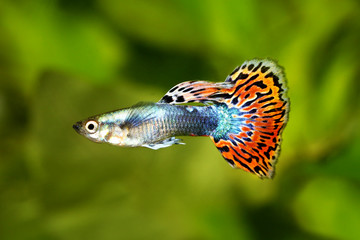 Fototapeta premium Guppy Poecilia reticulata colorful rainbow tropical aquarium fish 