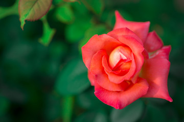 Beautiful rose flowers blooming,Macro