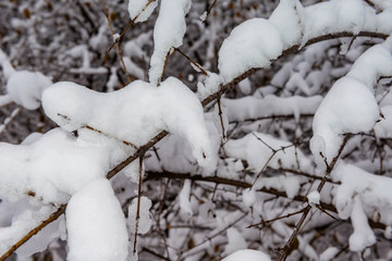 Branches covered with snow and ice