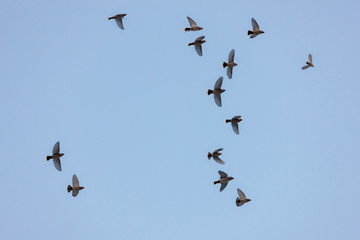 waxwings in flight
