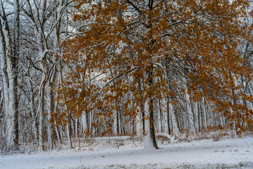 Autumn leaves in snowy forest