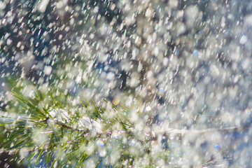 Snow falling on pinetree