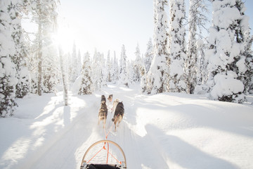 Dog sledding in Lapland. - obrazy, fototapety, plakaty