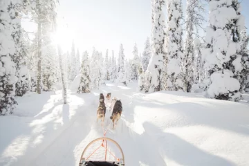 Foto auf Alu-Dibond Hundeschlittenfahrten in Lappland. © jnelnea