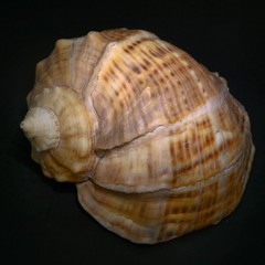 sea shell in the dark