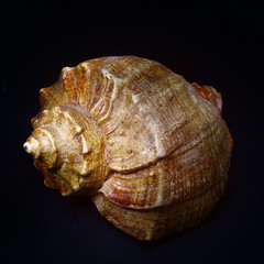 sea shell in the dark