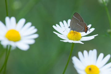 butterfly on a flower