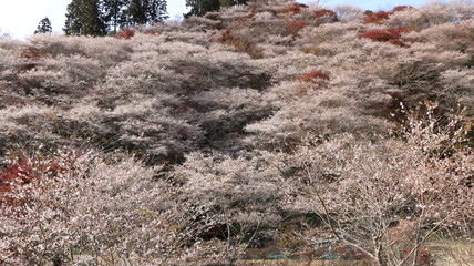 山一面の四季桜と紅葉