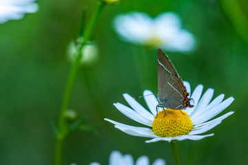 butterfly on flower
