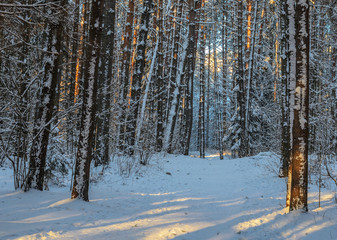 Sunset in snowy winter fir forest. Sun's rays break through the trunks of trees. Cold winter landscape