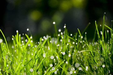dew on grass