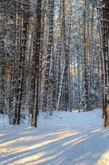 Sunset in snowy winter fir forest. Sun's rays break through the trunks of trees. Cold winter landscape